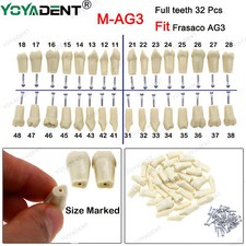 Dental Zahnmodell Fit Frasaco