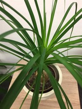 Elefantenfuß Flaschenbaum