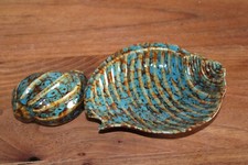 Muschelschale  Muschel aus