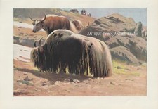 Yak Hausyak  (Bos grunniens)