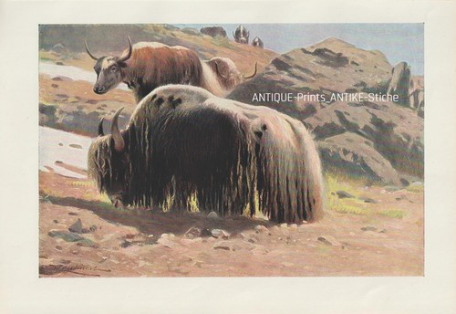 Yak hausyak - , grunniens)