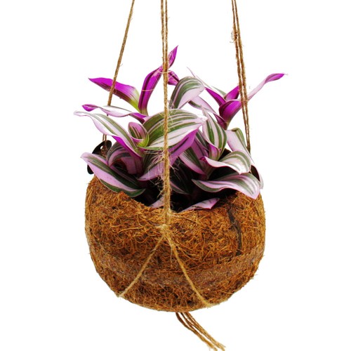 Kokodama-Tradescantia