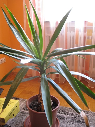 Yucca gigantea 85cm markanter - yucca,