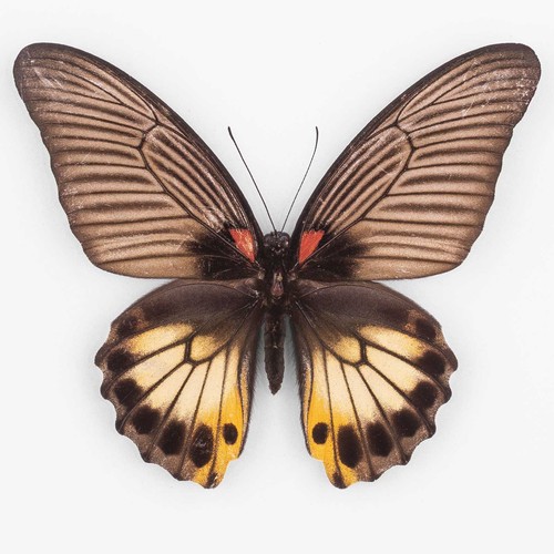 Papilio memnon achates - m.,