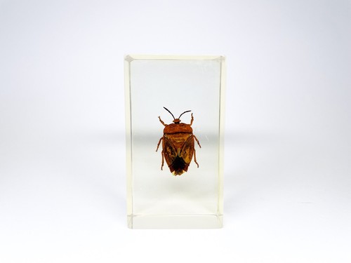 Mini biester schildwanze - mini, biester: