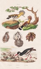 Oystercatcher hoopoe shells