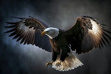 Wandbild: Weißkopfseeadler