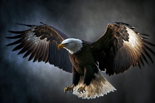Wandbild weißkopfseeadler - wandbild:,