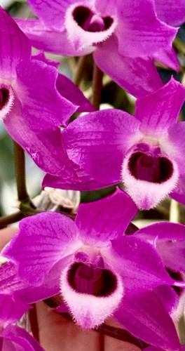 Dendrobium species - dendrobium,