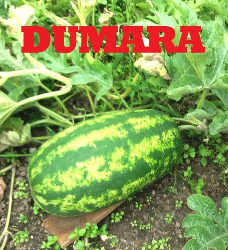 Wassermelonen samen - wassermelonen, 6