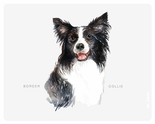 Mousepad border collie 24x19 - border,