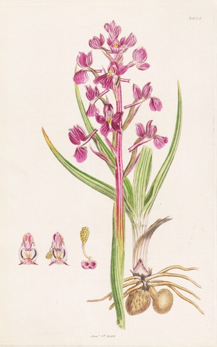 Orchis laxiflora knabenkraut - orchis,