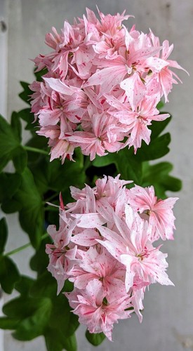 Geranie lotusland jungpflanze - lotusland,