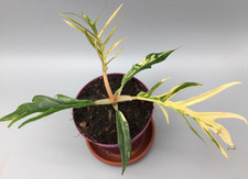 Schöne Philodendron Tortum