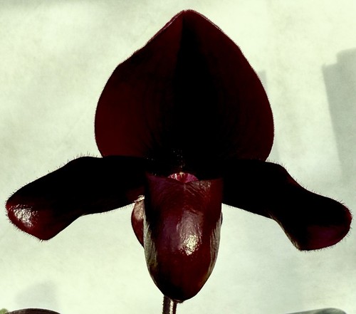 Paphiopedilum black hybride - black,