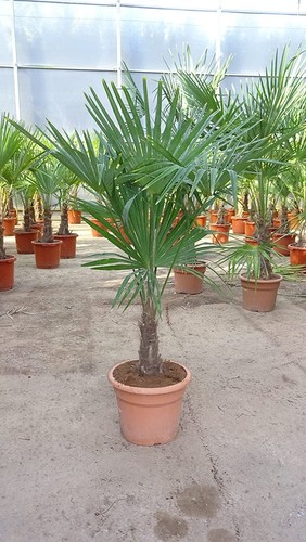 Trachycarpus fortunei 140 - ,