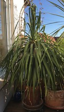 Dracaena Drago kanarischer Drachenbaum Palme 