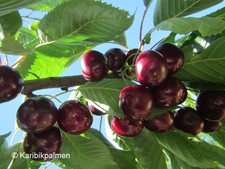 Zwergkirsche 'Romeo' Pflanze 20-40cm Kirschbaum Busch Strauchkirsche Winterhart