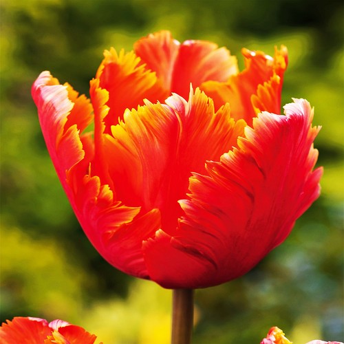 Tulpen blumenzwiebeln zwiebeln - blumenzwiebeln,
