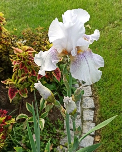 Iris english cottage - iris,