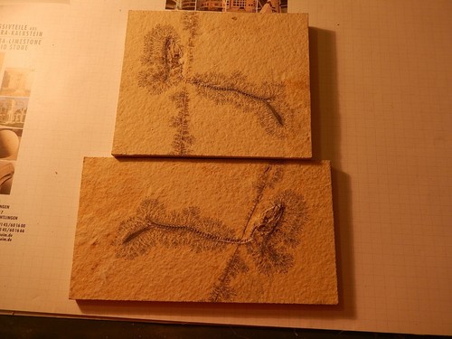 Solnhofener fossil fisch - solnhofener,