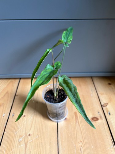 Syngonium lance leaf - syngonium,