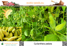 ? Cyclanthera pedata - Inkagurke Hörnchenkürbis Inka-Gurke - 20-1.000 Samen