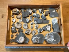 Ammoniten/Fossilien aus