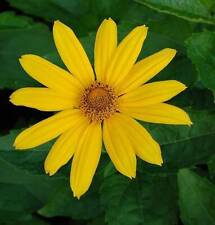 Sonnenauge Hohlspiegel - Heliopsis scabra