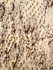 Vogelaugen Maser Birke Furnier SaRaiFo Maserbirke 250x65cm 1Blatt