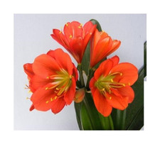 1x Clivia Red Green Centre Gideon Botha Blumen Pflanzen Samen / Bulbs B976