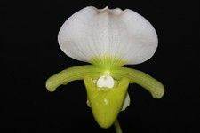 Paphiopedilum charlesworthii var. album x self
