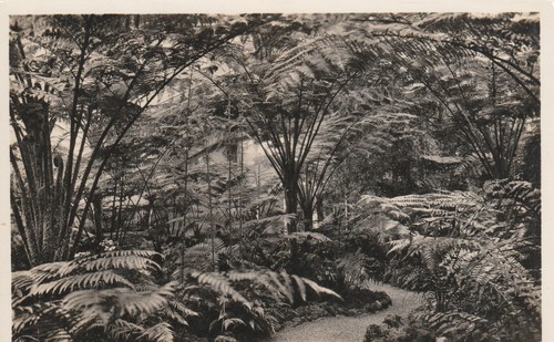 München botanischer garten - ak,