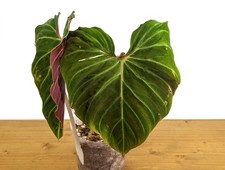 Philodendron Verrucosum