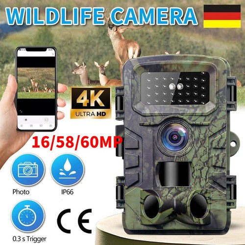 Wildkamera video - wildkamera, 4k