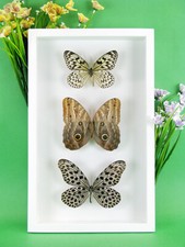 3 wunderschöne echte