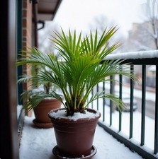 2 winterharte Himalaya-Palmen