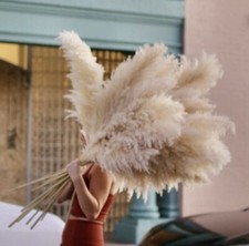 Pampasgras XXL Trockenblumen 5