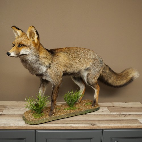 Fuchs rotfuchs kohlfuchs - fuchs,