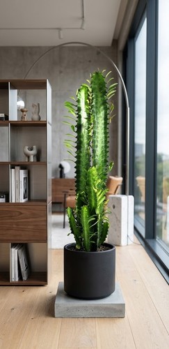 Euphorbia trigona 70cm - euphorbia, ca.70cm