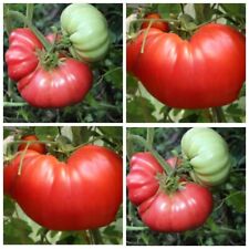 Томат Большой