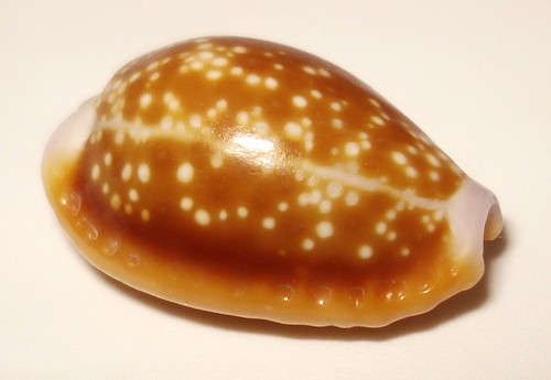 Meeresschnecke cypraea helvola - meeresschnecke,