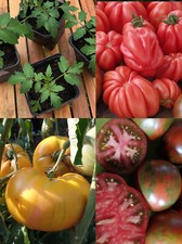 Tomatenpflanze tomaten - tomatenpflanze,