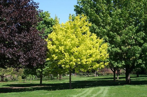 Gold ahorn princeton - gold-ahorn,