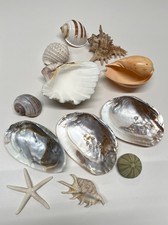 Muschel Sammlung XL Konvolut Perlmutt Abalone