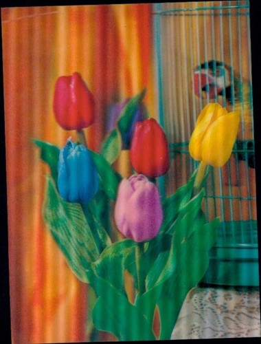 Blühende tulpen - ak,