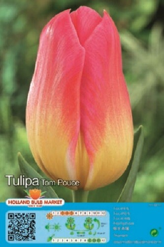 Tulpen - @, (◕‿◕)\@