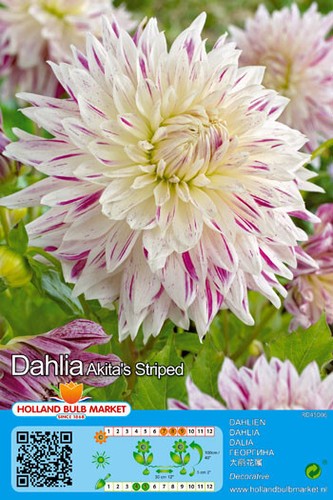 Dahlien - @,