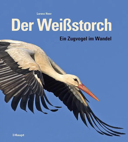 Der weißstorch ein - weißstorch, |