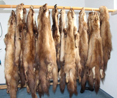 Baummarder felle kürschner - felle,,